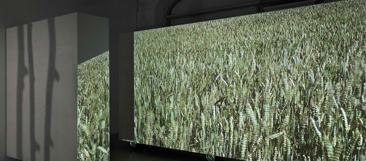 En projektion av en åker visas i en utställningslokal.