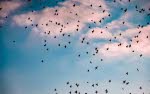 Flock of birds flying under a blue sky