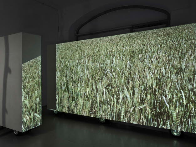 En projektion av en åker visas i en utställningslokal.