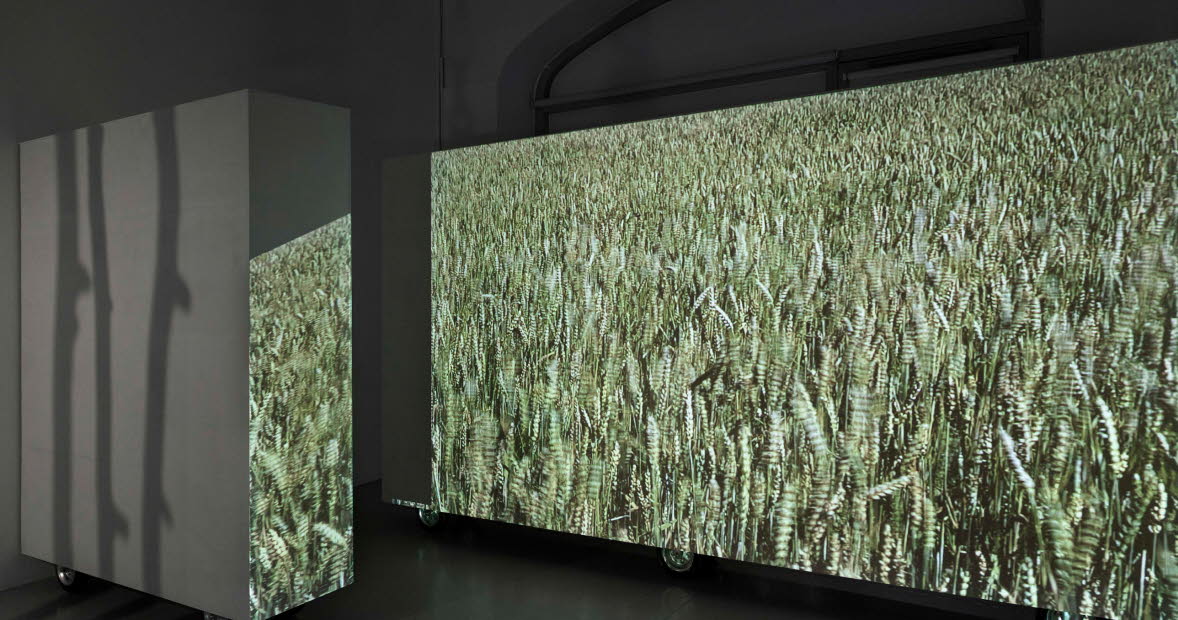 En projektion av en åker visas i en utställningslokal.