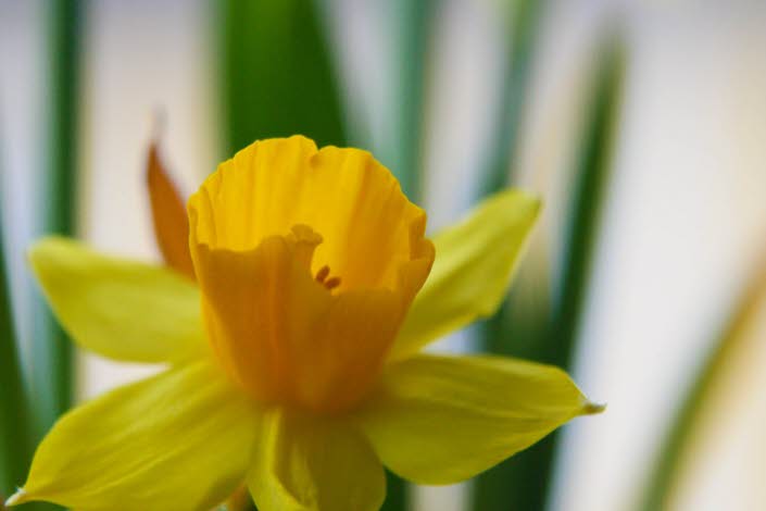 Gul påsklilja i närbild.